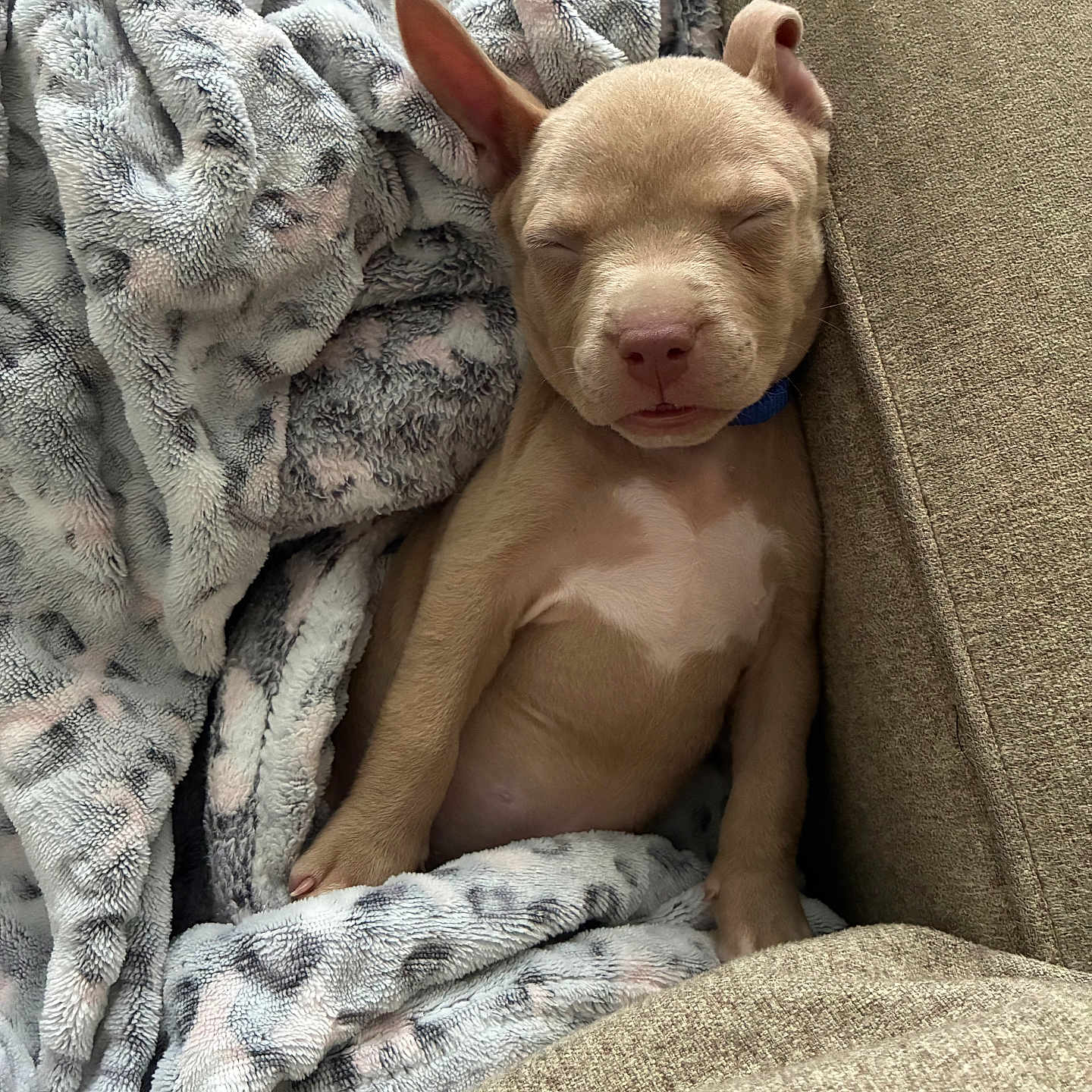 Apollo joined the competition — help win amazing prizes! animal, blanket, brown, comfort, couch, cozy, cute, dog, ears, fur, indoor, nose, pet, puppy, relaxed, resting, sleeping, small, snug, young