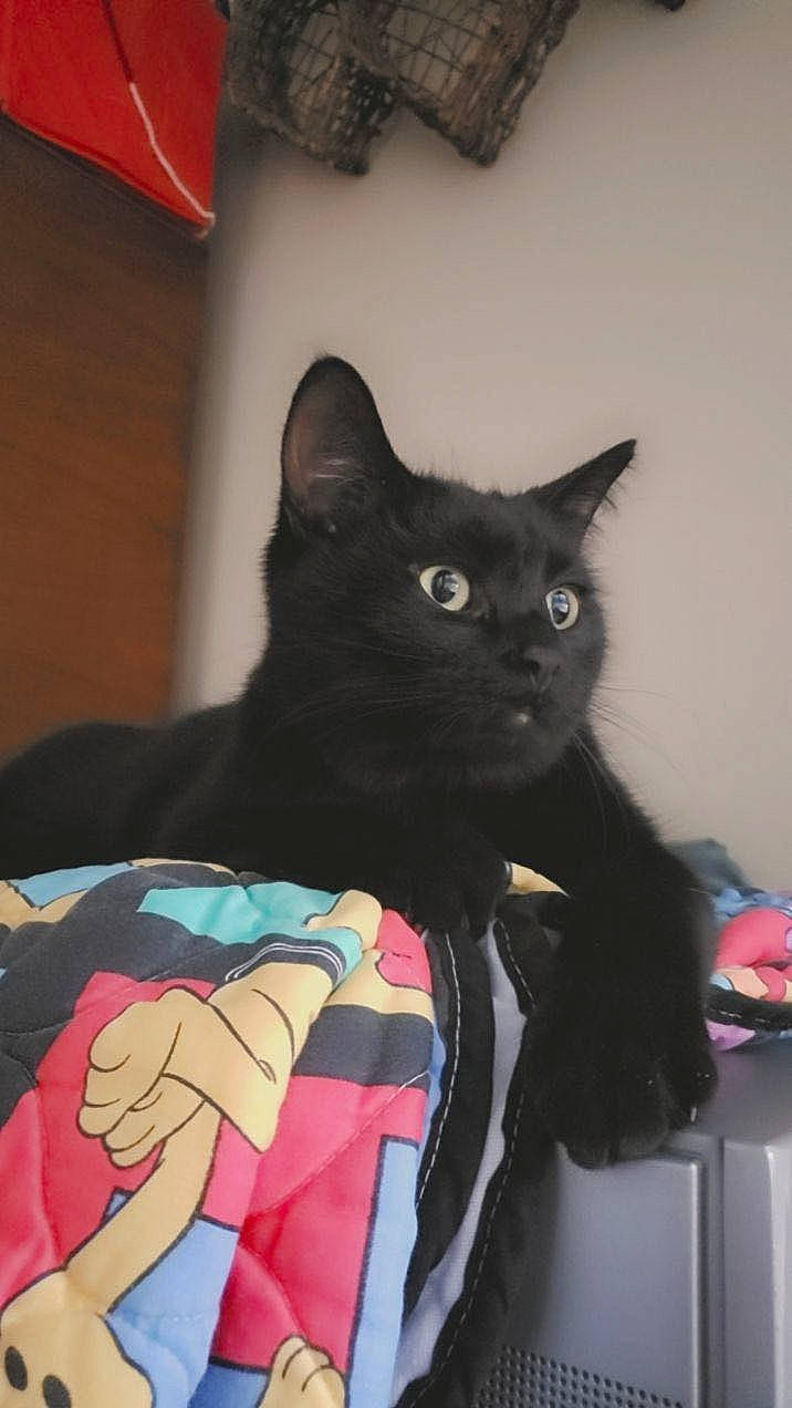 Hobbes joined the competition — help win amazing prizes! black_cat, bombay, carnivore, cat, claw, comfort, domestic_short_haired_cat, electric_blue, eye, felidae, formal_wear, fur, grey, magenta, sleeve, small_to_medium_sized_cats, snout, tail, whiskers