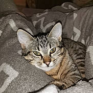 Louna a rejoint le concours — aidez-le/la à gagner de superbes lots ! cat, tabby, pet, animal, cozy, blanket, indoor, resting, sleepy, fur, cute, domestic, comfort, warm, relaxed, soft, patterned, feline, closeup, eyes