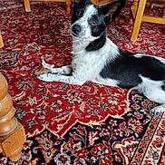 Ugo participe au concours pour gagner de l'argent avec cette photo : dog, black_and_white, carpet, indoor, bone, wooden_furniture, table_legs, laying_down, pet, floor, patterned_rug, domestic, canine, fur, animal, ears, eyes, paws, relaxed, household