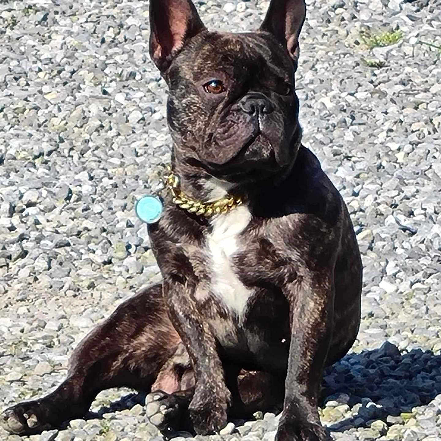 Skåll a rejoint le concours — aidez-le/la à gagner de superbes lots ! animal, bostonbull, boxer, bulldog, canine, dog, frenchbulldog, pebble, pet, pitbull, puppy, rock