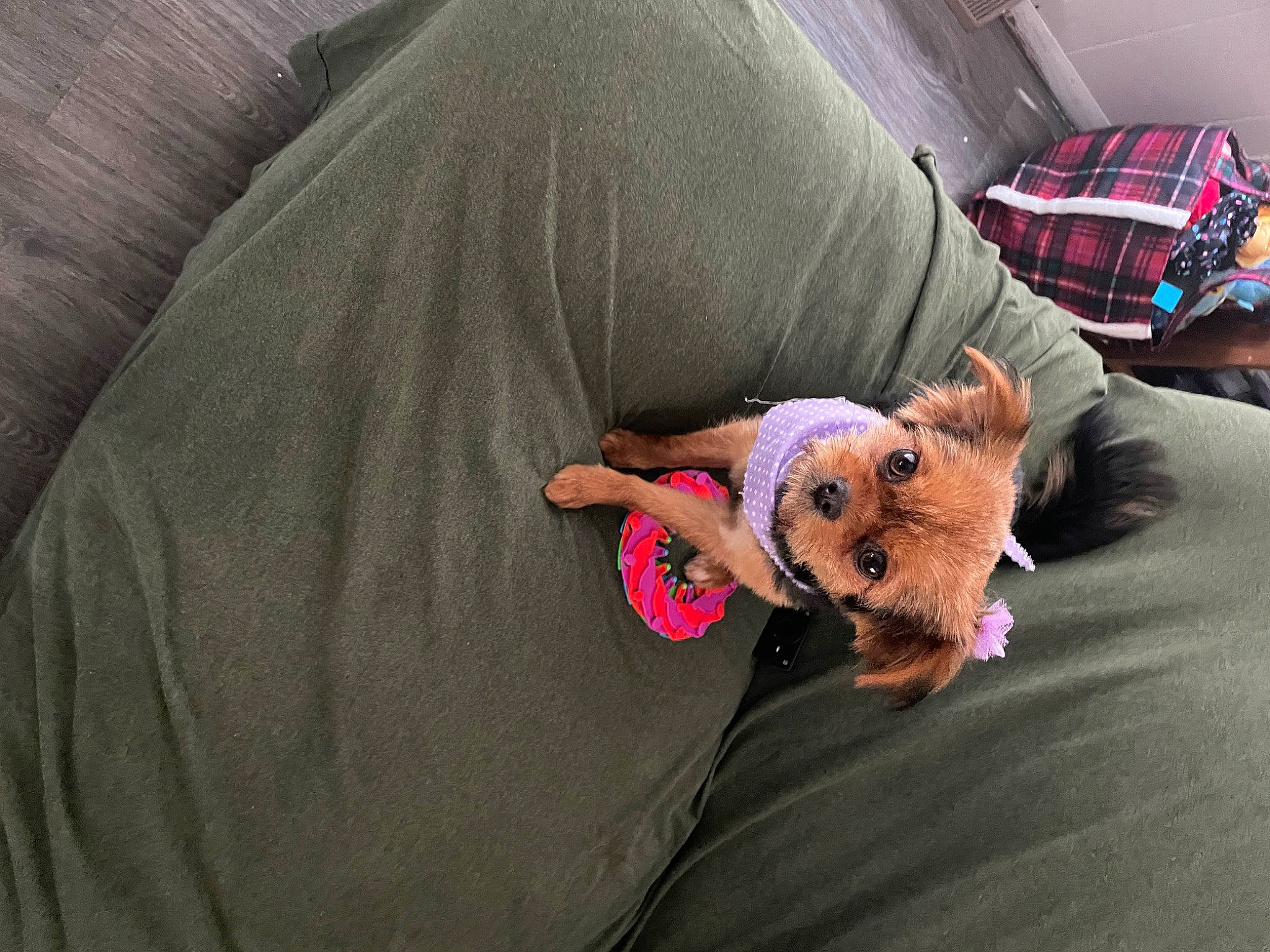 Bean is registered to the contest to win money with this photo: baby_toys, bed, bedding, child, comfort, companion_dog, couch, fawn, fur, linens, pillow, plaid, plush, room, sitting, sleeve, stuffed_toy, tartan, teddy_bear, toy