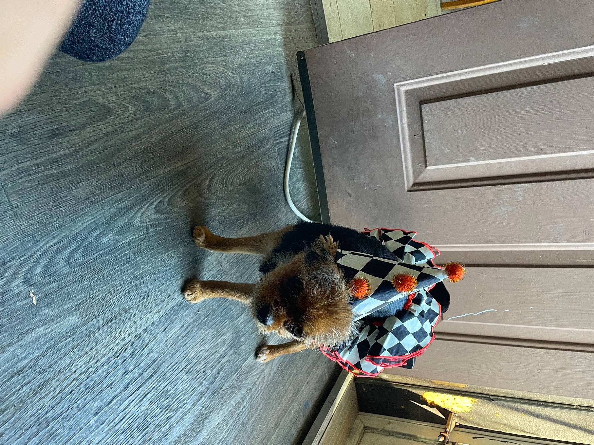 Bean is registered to the contest to win money with this photo: canidae, carnivore, claw, electrical_supply, electrical_wiring, fawn, felidae, flooring, fur, hardwood, leash, muroidea, pest, pet_supply, rodent, small_to_medium_sized_cats, tail, whiskers, wire, wood