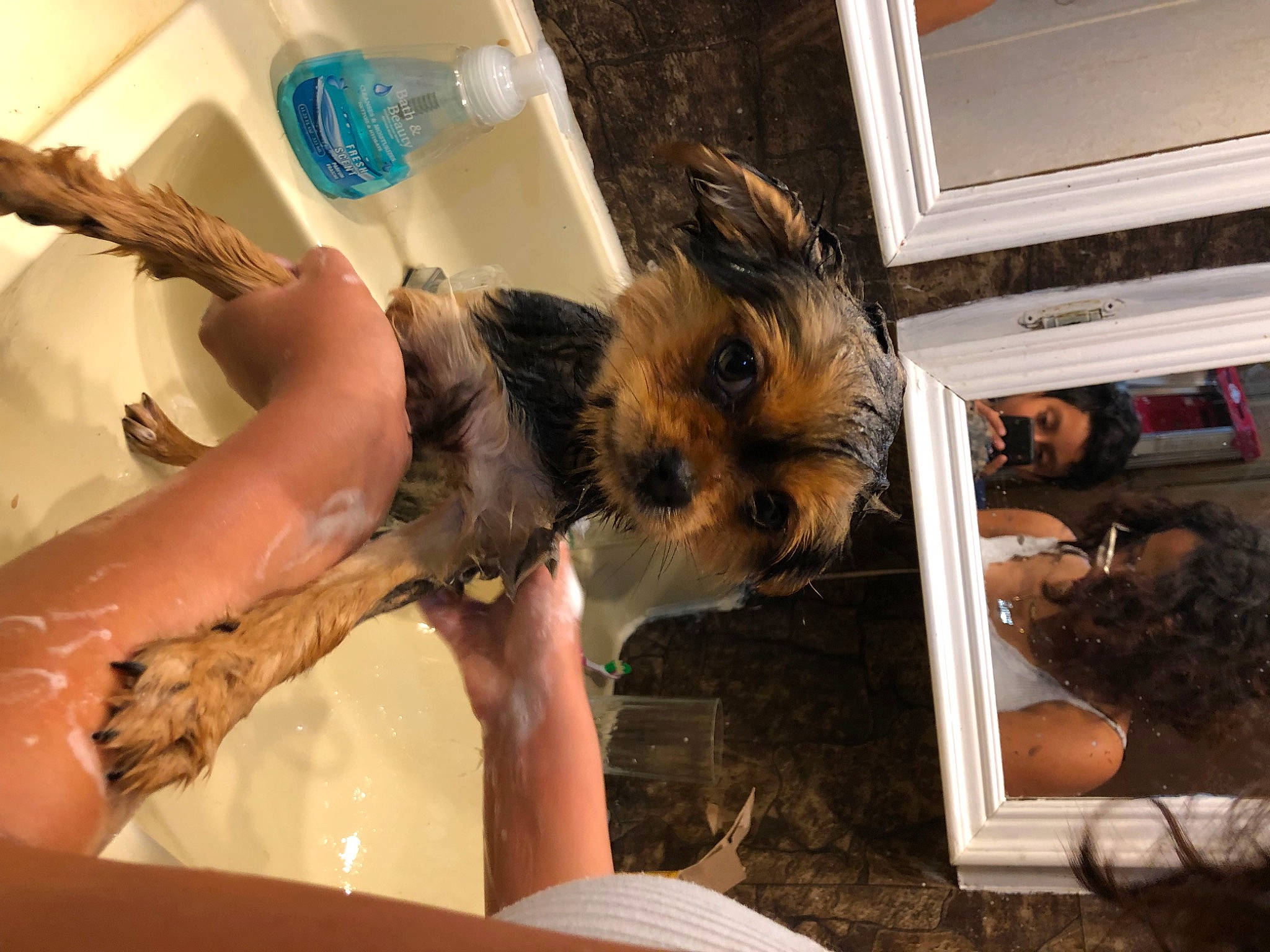 Bean is registered to the contest to win money with this photo: bathing, companion_dog, computer_keyboard, computer_monitor, dog, dog_breed, fawn, felidae, fun, fur, room, small_terrier, terrier, toy_dog