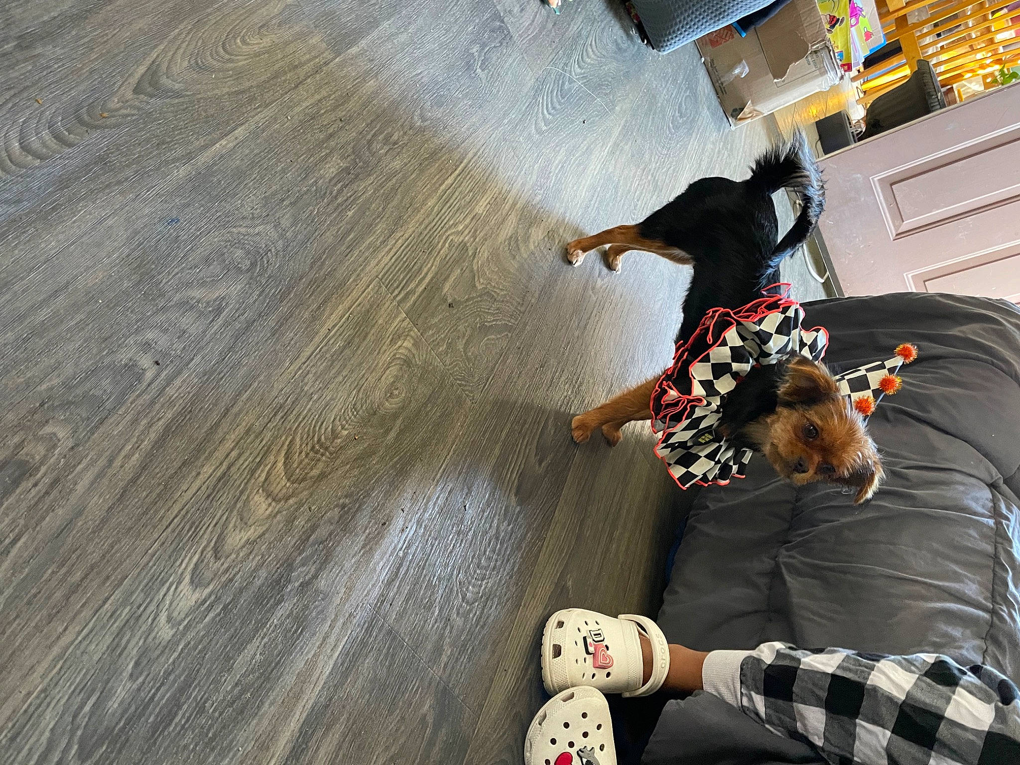 Bean is registered to the contest to win money with this photo: ball, child, comfort, floor, flooring, football, fun, hardwood, human_leg, knee, leisure, pattern, plaid, play, plywood, recreation, sitting, wood, wood_flooring, wood_stain