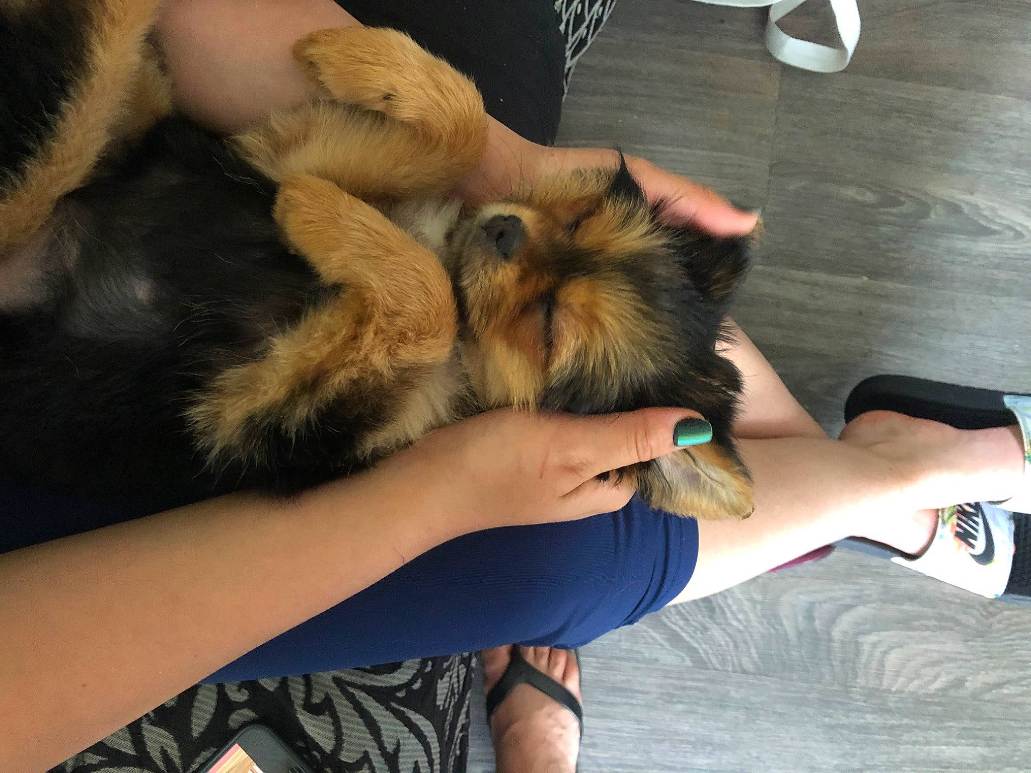 Bean joined the competition — help win amazing prizes! canidae, carnivore, companion_dog, dog, dog_breed, elbow, fawn, finger, foot, fur, gesture, hand, human_leg, nail, paw, snout, sporting_group, tableware, thigh, wrist