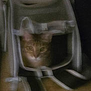 Penelope joined the competition — help win amazing prizes! animal, backpack, blur, brown, cat, closeup, cozy, curious, fabric, feline, floor, grey, hiding, home, indoor, pet, shadow, soft_lighting, straps, zipper