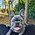 Koba