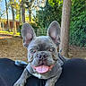 dog, french_bulldog, puppy, pet, animal, canine, gray_fur, bat_ears, tongue_out, wrinkled_face, blue_eyes, sitting, front_view, closeup, outdoor, garden, trees, sunlight, lap, happy