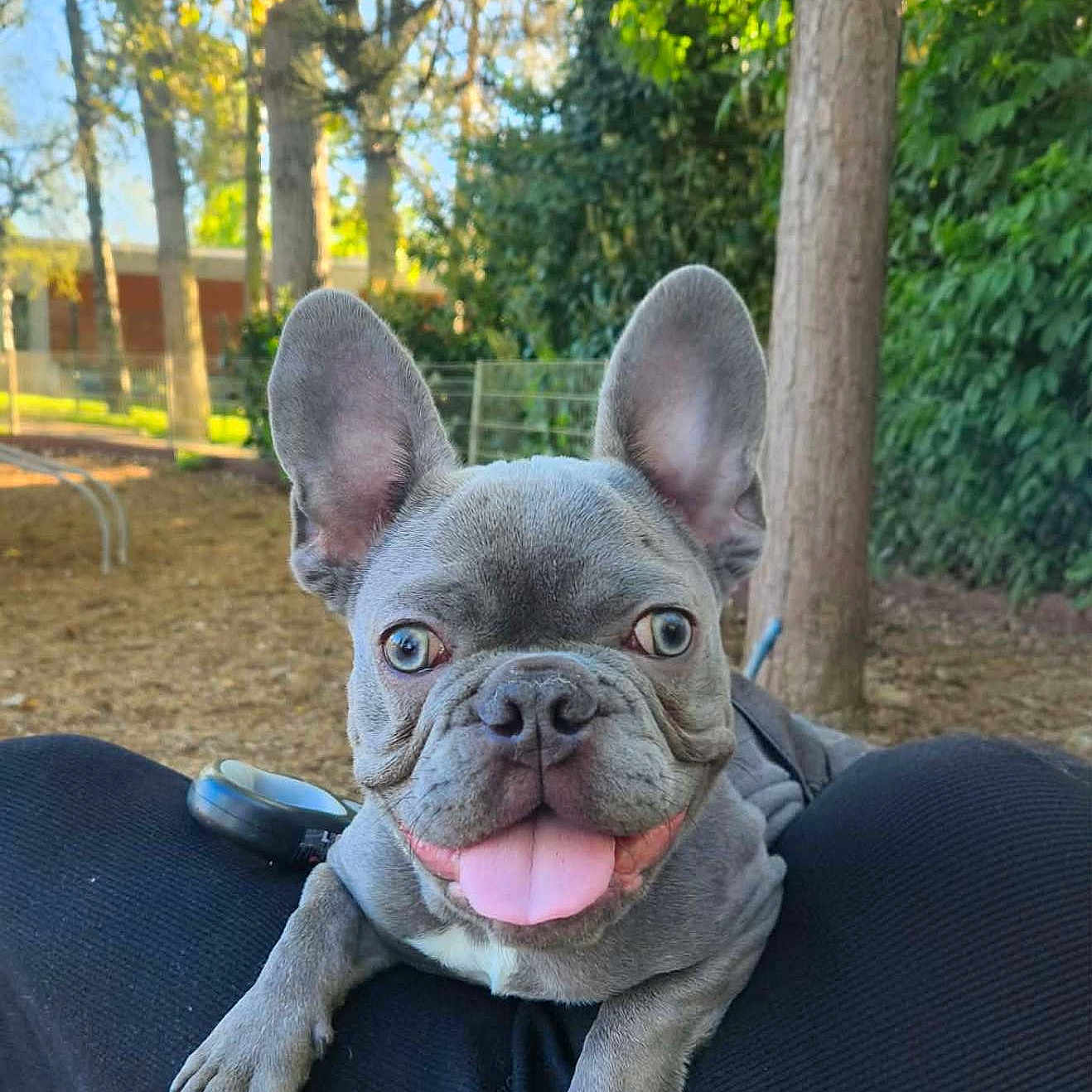 Koba
