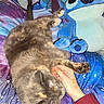 animal, bed, blanket, cat, colorful, cozy, cute, fur, hand, henna, indoor, paw, person, pet, plush_toy, relaxation, resting, sleeping, soft, stuffed_animal