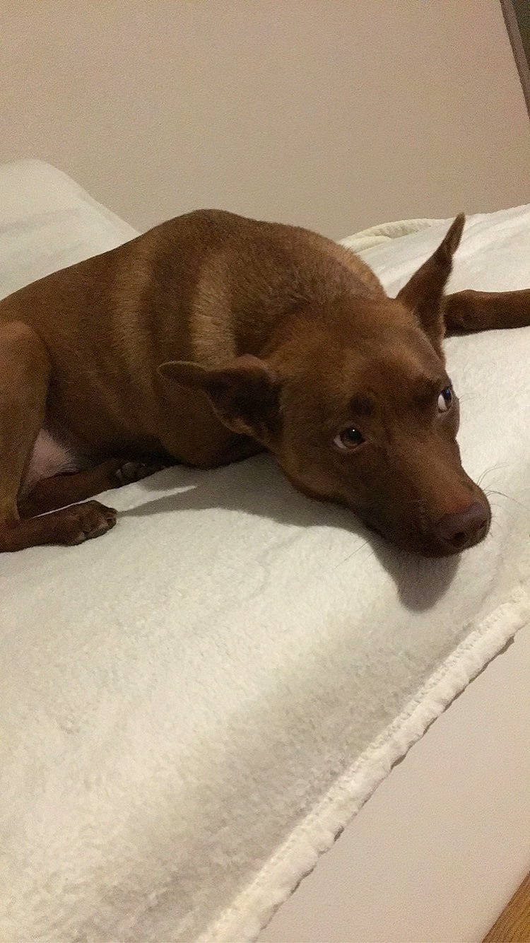 Tara participe au concours pour gagner de l'argent avec cette photo : brown, canidae, carnivore, comfort, companion_dog, dog, dog_breed, fawn, flooring, fur, liver, non_sporting_group, sporting_group, tail, terrestrial_animal, whiskers, wood, working_animal, working_dog