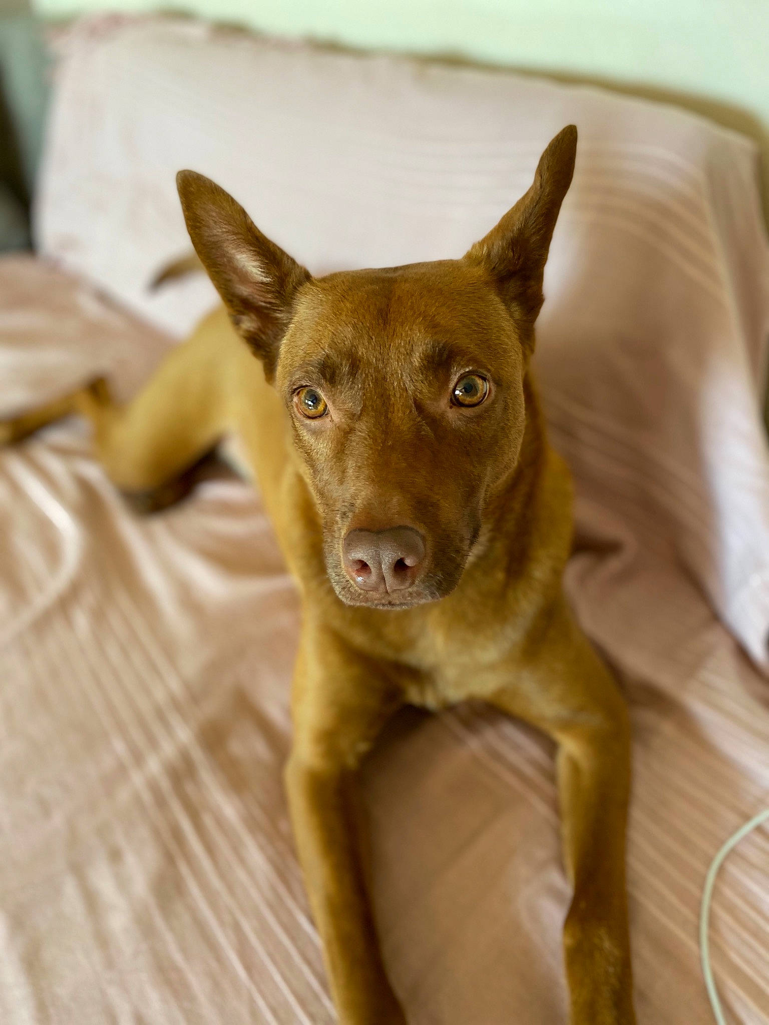 Tara participe au concours pour gagner de l'argent avec cette photo : canidae, carnivore, comfort, companion_dog, dog, dog_breed, ear, fawn, felidae, flooring, hardwood, liver, snout, sporting_group, tail, terrestrial_animal, toy_dog, whiskers, wood, working_animal