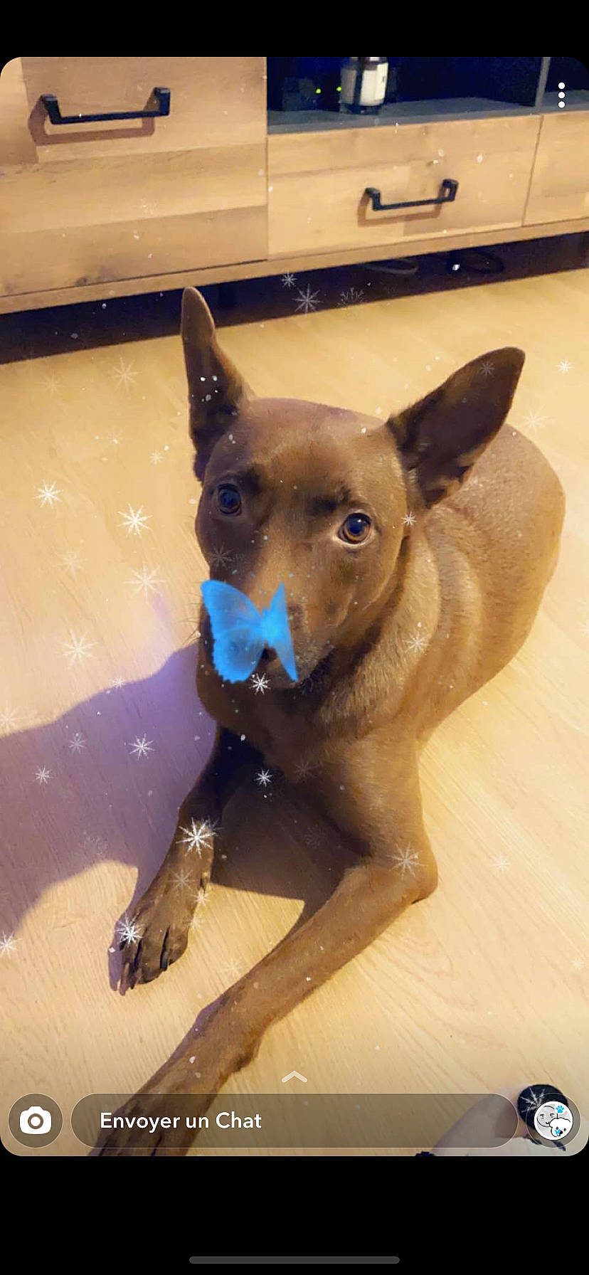 Tara participe au concours pour gagner de l'argent avec cette photo : canidae, carnivore, companion_dog, dog, dog_breed, dog_clothes, dog_supply, ear, electric_blue, fawn, fur, liver, mexican_hairless_dog, pet_supply, snout, sporting_group, terrestrial_animal, toy_dog, whiskers, working_animal