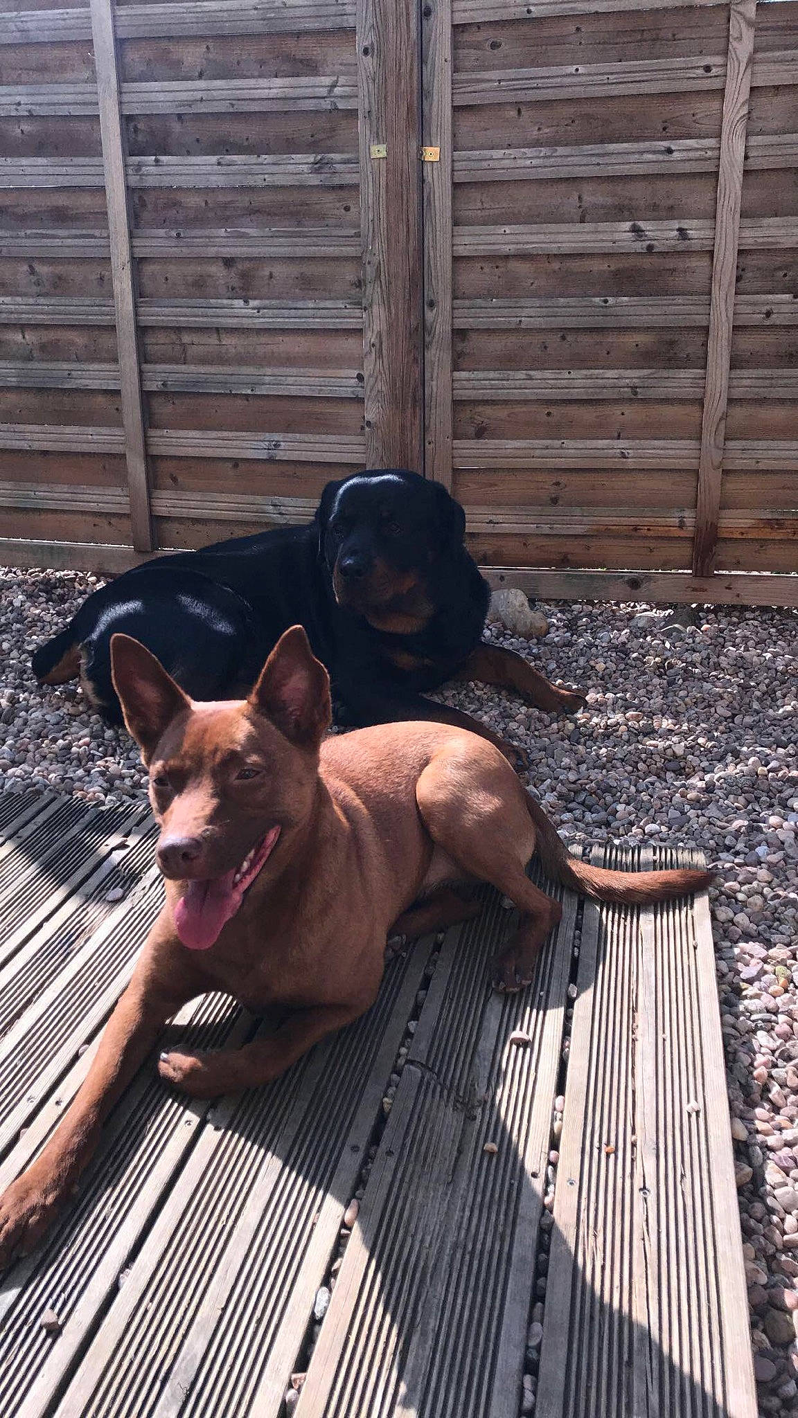 Tara a rejoint le concours — aidez-le/la à gagner de superbes lots ! carnivore, collar, comfort, companion_dog, dog, dog_breed, dog_collar, dog_supply, fawn, fence, flooring, hardwood, mammal, pet_supply, snout, tail, vertebrate, window, wood, working_animal