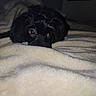 Janie Mae is registered to the contest to win money with this photo: dog, black_dog, blanket, bed, indoor, pet, animal, cozy, dim_lighting, fur, cute, resting, looking, soft_texture, shadow, calm, comfort, close_up, sleepy, quiet