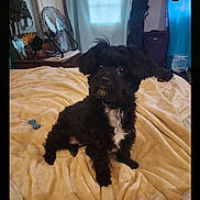 Janie Mae joined the competition — help win amazing prizes! dog, black_dog, pet, bed, blanket, indoor, furniture, fan, room, curtain, yellow_blanket, small_dog, fur, sitting, animal, cozy, household, portrait, domestic, companion