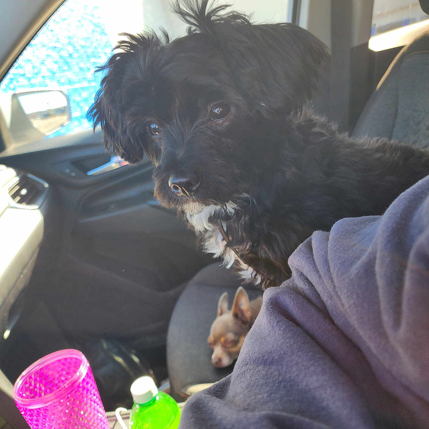 Janie Mae joined the competition — help win amazing prizes! dog, black_dog, small_dog, car_interior, passenger_seat, seat, cup, bottle, window, sunlight, pet, sleeping_dog, fur, animal, vehicle, leisure, companion, cozy, relaxing, portrait