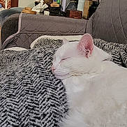 Pearl is registered to the contest to win money with this photo: blanket, cat, comfort, couch, cozy, curtains, decor, fur, furniture, household_items, indoor, lamp, living_room, painting, pet, relaxing, sleeping, staircase, white_cat, wood