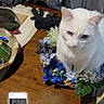 Pearl joined the competition — help win amazing prizes! animal, cat, clothing, cozy, curtain, cute, decor, domestic_animal, feline, flower_wreath, flowers, household_items, indoor, pet, portrait, resting, still_life, tabletop, white_cat, wooden_table