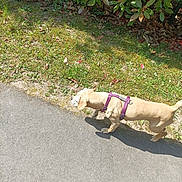 Noisette a rejoint le concours — aidez-le/la à gagner de superbes lots ! dog, tan_dog, purple_harness, walking, pavement, grass, bushes, leaves, sunlight, shadow, outdoor, daytime, pet, nature, side_view, canine, path, greenery, walking_dog, animal