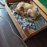 Noisette a rejoint le concours — aidez-le/la à gagner de superbes lots ! dog, sleeping, wooden_bed, blanket, indoor, floor, cable, resting, tan_dog, cozy, pet, quiet, peaceful, curled_up, wood, furniture, home, nap, animal, comfort