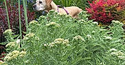 Noisette a rejoint le concours — aidez-le/la à gagner de superbes lots ! animal, bushes, canine, collar, colorful, curious, daylight, dog, flora, flowers, foliage, garden, greenery, leaves, nature, outdoor, pet, plants, shrub, summer
