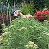 Noisette a rejoint le concours — aidez-le/la à gagner de superbes lots ! dog, garden, plants, flowers, greenery, foliage, nature, outdoor, pet, curious, colorful, bushes, leaves, canine, summer, daylight, shrub, flora, collar, animal