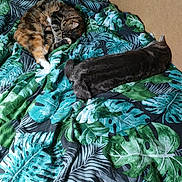 Moonlight a rejoint le concours — aidez-le/la à gagner de superbes lots ! cat, bed, blanket, sleeping, resting, indoor, feline, patterned, green, blue, tabby, black_cat, cozy, pet, fur, relaxation, domestic_animal, cute, comfort, animal
