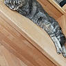 cat, gray_cat, tabby, sleeping, resting, wooden_floor, wooden_stairs, indoor, pet, animal, feline, cozy, relaxed, domestic_cat, long_body, fur, whiskers, ears, paw, quiet