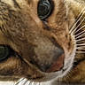 Aïko participe au concours pour gagner de l'argent avec cette photo : cat, close_up, whiskers, fur, eye, nose, pet, animal, domestic_animal, curious, face, mammal, tabby, brown, black, white, soft, texture, indoor, cute