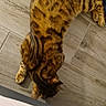 Aïko participe au concours pour gagner de l'argent avec cette photo : bengal_cat, cat, pet, animal, striped, spotted, fur, wooden_floor, indoor, relaxed, lying_down, brown, orange, black, patterned, domestic_cat, feline, floor_tile, colorful_object, pink_surface