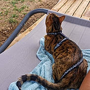 Aïko participe au concours pour gagner de l'argent avec cette photo : cat, tabby_cat, harness, towel, outdoor_chair, wooden_deck, grass, potted_plant, flower, person_leg, yellow_dress, floral_pattern, relaxing, back_view, summer, nature, pet, animal, leisure, sunny_day