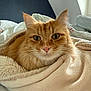 cat, ginger_cat, pet, blanket, cozy, bed, indoor, fur, whiskers, ears, eyes, nose, portrait, closeup, resting, sleepy, soft_texture, orange_fur, home, comfortable