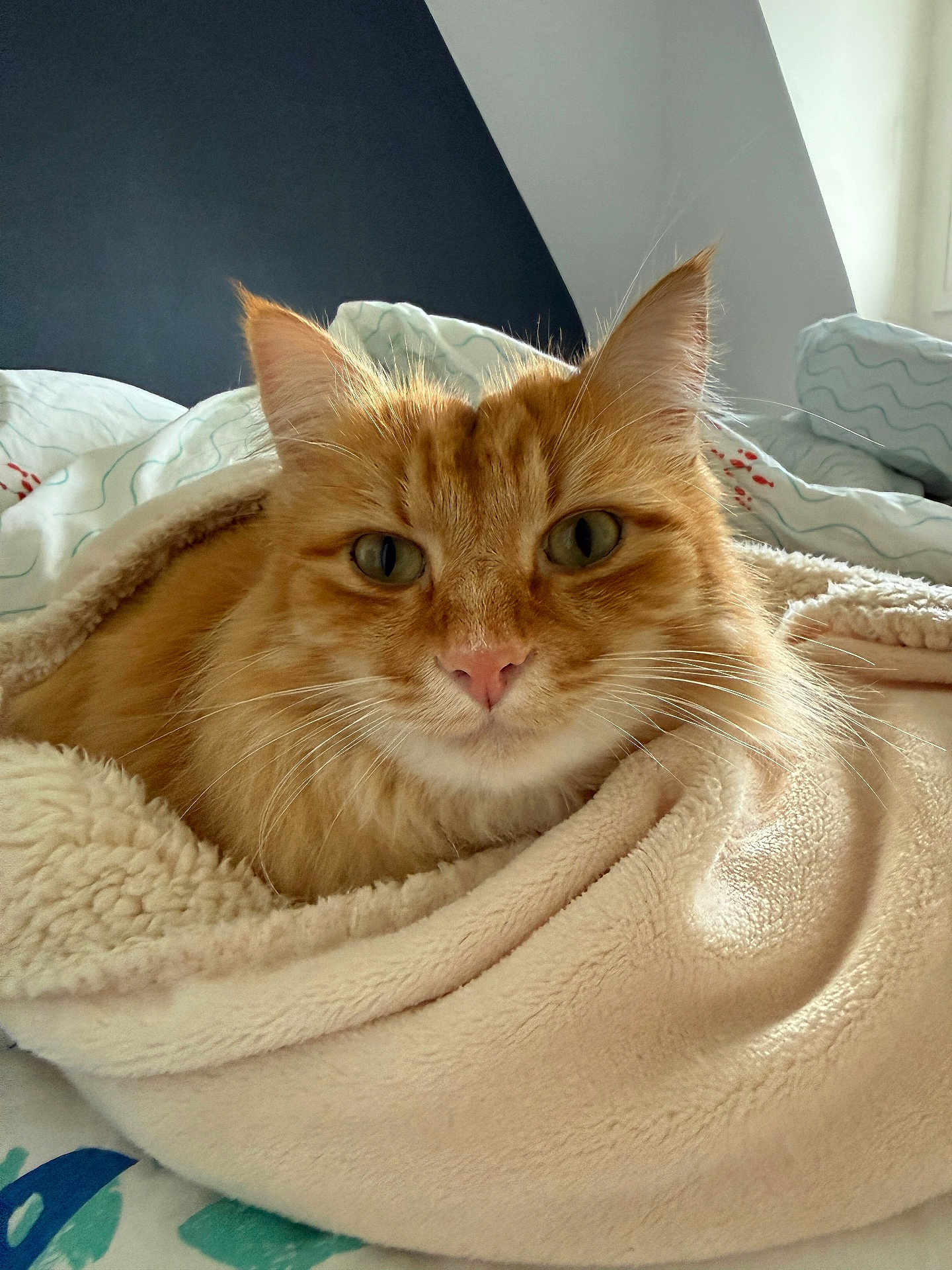 Billy a rejoint le concours — aidez-le/la à gagner de superbes lots ! cat, ginger_cat, pet, blanket, cozy, bed, indoor, fur, whiskers, ears, eyes, nose, portrait, closeup, resting, sleepy, soft_texture, orange_fur, home, comfortable