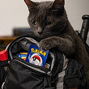 Wintson joined the competition — help win amazing prizes! backpack, bag, cat, closeup, curious, fur, gray_cat, indoor, paw, pet, pokemon_card, portrait, shallow_depth_of_field, sitting, soft_lighting, table, trading_card, whiskers, yellow_eyes, zipper