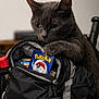 backpack, bag, cat, closeup, curious, fur, gray_cat, indoor, paw, pet, pokemon_card, portrait, shallow_depth_of_field, sitting, soft_lighting, table, trading_card, whiskers, yellow_eyes, zipper