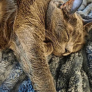 Wintson joined the competition — help win amazing prizes! cat, sleeping, furry, paw, blanket, cozy, relaxed, indoor, pet, fur, whiskers, face, closeup, resting, animal, cute, soft, comfort, warm, nap