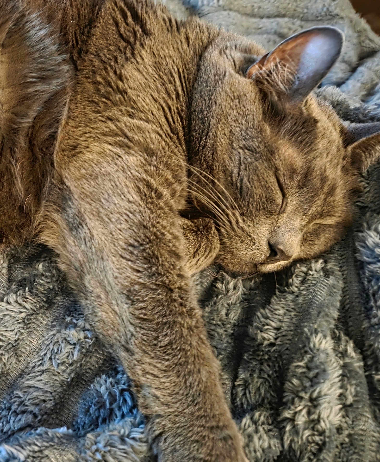 Wintson joined the competition — help win amazing prizes! cat, sleeping, furry, paw, blanket, cozy, relaxed, indoor, pet, fur, whiskers, face, closeup, resting, animal, cute, soft, comfort, warm, nap