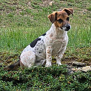 Bandit a rejoint le concours — aidez-le/la à gagner de superbes lots ! dog, canine, pet, animal, sitting, outdoor, grass, garden, nature, spotted_coat, brown_and_white, short_hair, floppy_ears, black_nose, watchful, portrait, full_body, rocks, greenery, photography