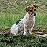 dog, canine, pet, animal, sitting, outdoor, grass, garden, nature, spotted_coat, brown_and_white, short_hair, floppy_ears, black_nose, watchful, portrait, full_body, rocks, greenery, photography