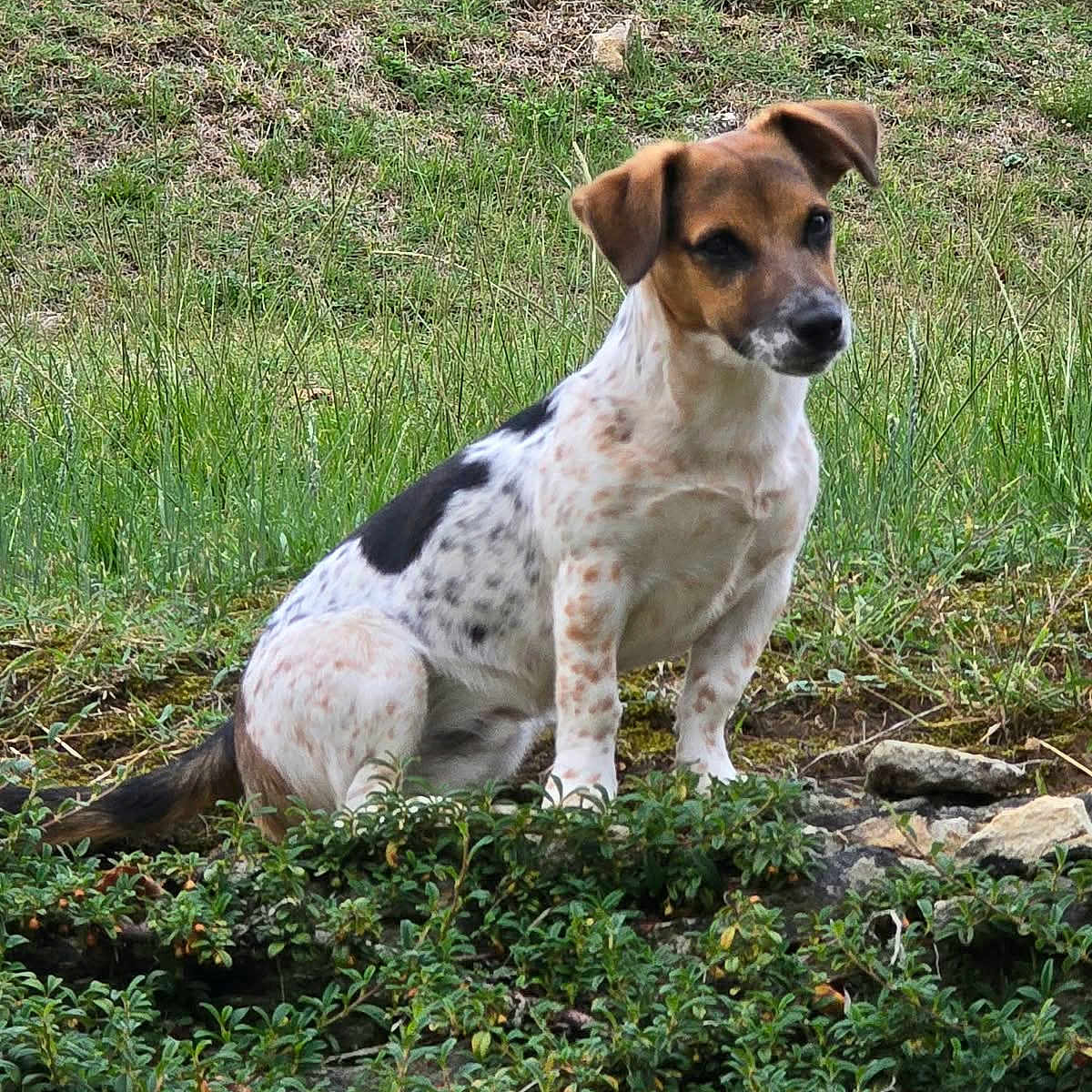 Bandit a rejoint le concours — aidez-le/la à gagner de superbes lots ! dog, canine, pet, animal, sitting, outdoor, grass, garden, nature, spotted_coat, brown_and_white, short_hair, floppy_ears, black_nose, watchful, portrait, full_body, rocks, greenery, photography