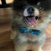 Jonesy joined the competition — help win amazing prizes! adorable, animal, bow_tie, close_up, companion, cute, dog, domestic_animal, fluffy, friendly, fur, happy, indoor, pet, playful, portrait, small_dog, smiling, tongue_out, wooden_floor