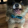 adorable, animal, bow_tie, close_up, companion, cute, dog, domestic_animal, fluffy, friendly, fur, happy, indoor, pet, playful, portrait, small_dog, smiling, tongue_out, wooden_floor