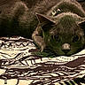 cat, gray_cat, pet, animal, lying_down, alert, whiskers, bed, blanket, pattern, indoor, fur, closeup, face, ears, eyes, cozy, resting, quiet, soft