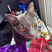 Moon is registered to the contest to win money with this photo: cat, gray_cat, golden_eyes, indoor, window_light, plaid_fabric, purple_cloth, curious, close_up, pet, animal, cozy, soft_light, whiskers, fur, domestic, portrait, household_items, blurred_background, texture
