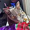 cat, gray_cat, golden_eyes, indoor, window_light, plaid_fabric, purple_cloth, curious, close_up, pet, animal, cozy, soft_light, whiskers, fur, domestic, portrait, household_items, blurred_background, texture
