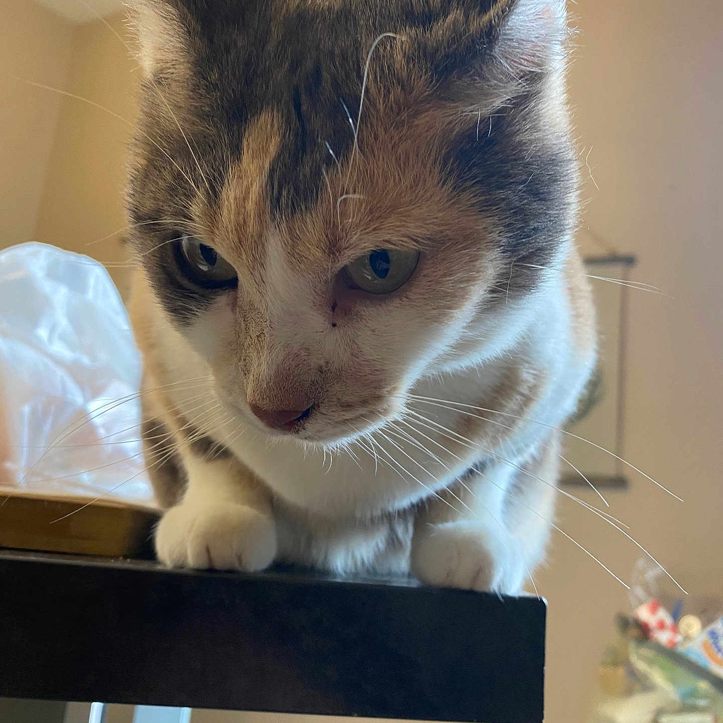 Masha participe au concours pour gagner de l'argent avec cette photo : background_blur, brown_white_coat, cat, close_up, curious, domestic_cat, ears, feline, fur, green_eyes, indoor, looking_down, paws, pet, plastic_bag, portrait, sitting, tabletop, whisker_detail, whiskers