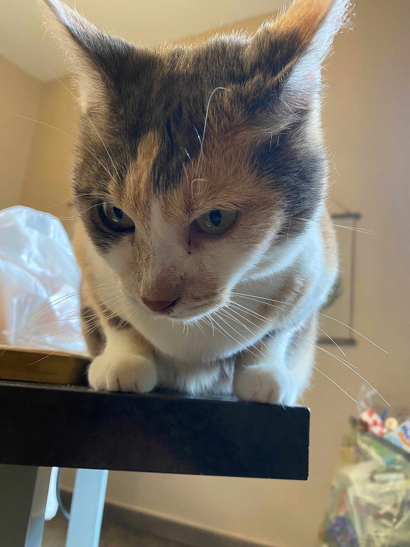 Masha participe au concours pour gagner de l'argent avec cette photo : cat, feline, pet, whiskers, paws, close_up, portrait, indoor, tabletop, fur, ears, green_eyes, curious, domestic_cat, sitting, looking_down, plastic_bag, background_blur, whisker_detail, brown_white_coat