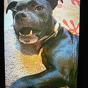 Saska participe au concours pour gagner de l'argent avec cette photo : animal, black_dog, canine, carpet, close_up, companion, cute, dog, domestic_animal, ears, fur, indoor, lying_down, mouth_open, patterned_pillow, pet, pillow, relaxed, resting, teeth